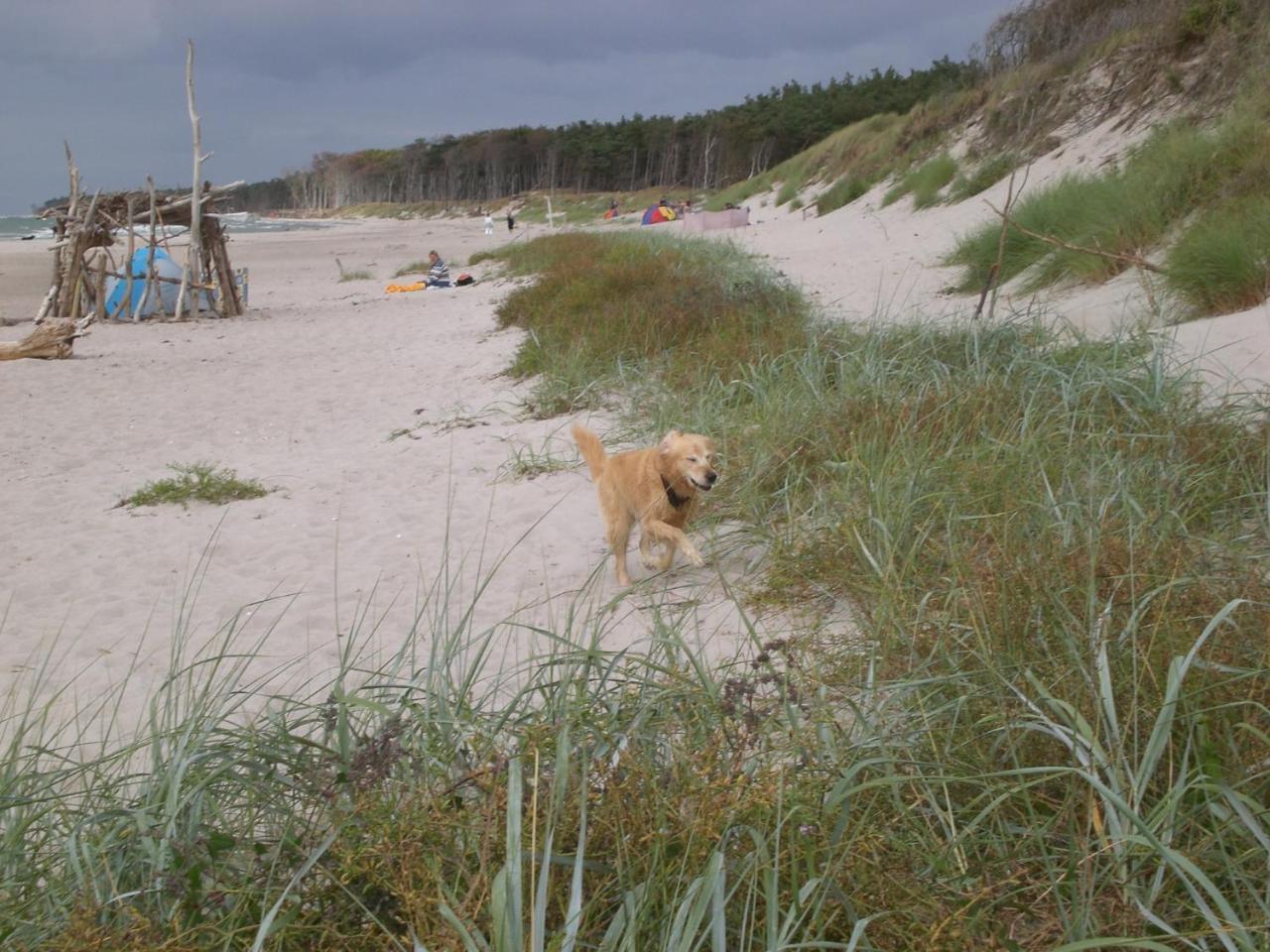 Achtern - Diek - Am Strand Zingst Luaran gambar